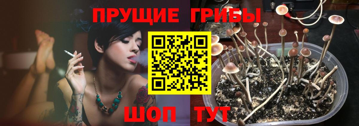 Кувандык  Галлюциногенные грибы Cubensis  Вход с VPN 
